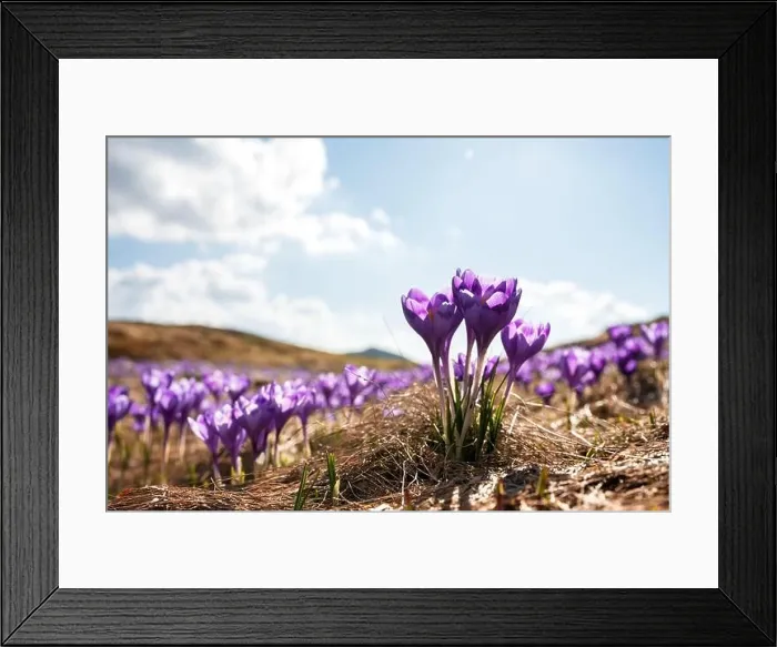 Framed Print : Crocus flowers on spring Ukrainian Carpathians mountains. Landscape photography Framed Print : Crocus flowers on spring Ukrainian Carpathians mountains. Landscape photography