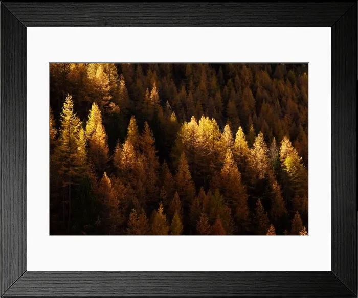 Framed Print : Beautiful evergreen forest with larch trees turning to their unique autumn golden color. Swiss Alps. Nature background, landscape photography Framed Print : Beautiful evergreen forest with larch trees turning to their unique autumn golden color. Swiss Alps. Nature background, landscape photography