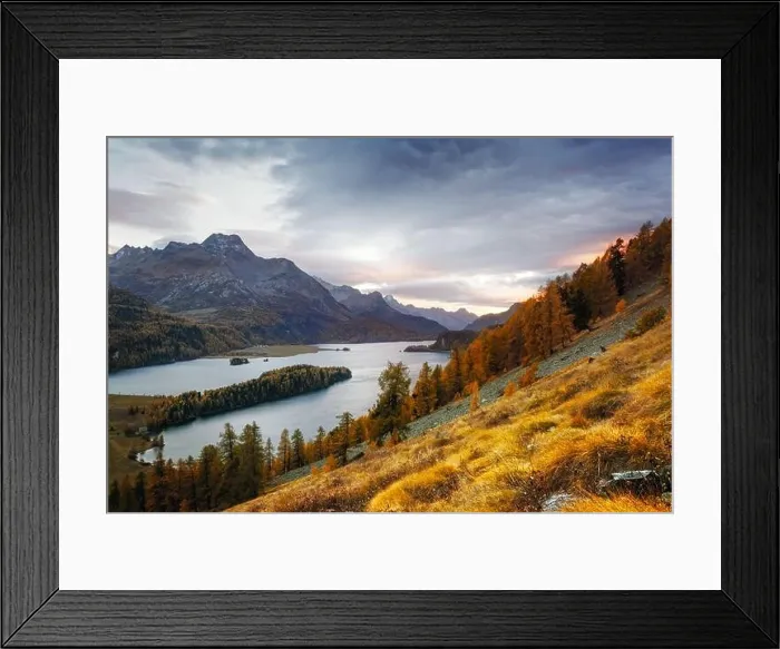 Framed Print : Gorgeous view on autumn lake Sils (Silsersee) in Swiss Alps mountains. Colorful forest with orange larch. Switzerland, Maloja region, Upper Engadine Framed Print : Gorgeous view on autumn lake Sils (Silsersee) in Swiss Alps mountains. Colorful forest with orange larch. Switzerland, Maloja region, Upper Engadine