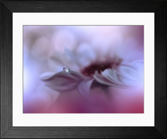 Framed Print : Beautiful Nature Background.Floral Art Design.Abstract Macro Photography.Gerbera Daisy Flower.Pastel Flowers.Violet Background.Creative Artistic Drop Framed Print : Beautiful Nature Background.Floral Art Design.Abstract Macro Photography.Gerbera Daisy Flower.Pastel Flowers.Violet Background.Creative Artistic Drop