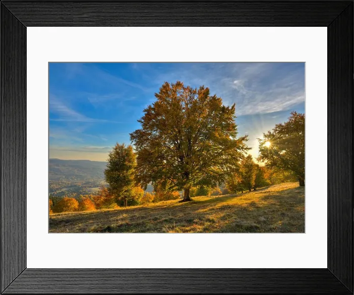Framed Print : Big autumn oak in warm sunset. Light rays in fall landscape trees Framed Print : Big autumn oak in warm sunset. Light rays in fall landscape trees