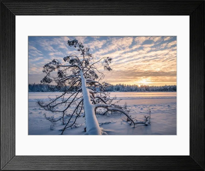 Framed Print : Scenic winter landscape with fallen tree and sunrise at morning time in Finland Framed Print : Scenic winter landscape with fallen tree and sunrise at morning time in Finland