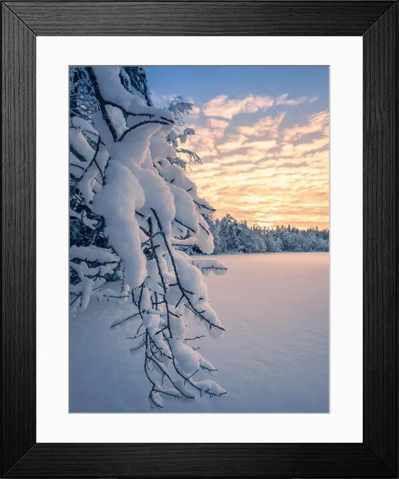 Framed Print : Close up from snow covered branches with sunrise and morning light at winter in Finland Framed Print : Close up from snow covered branches with sunrise and morning light at winter in Finland