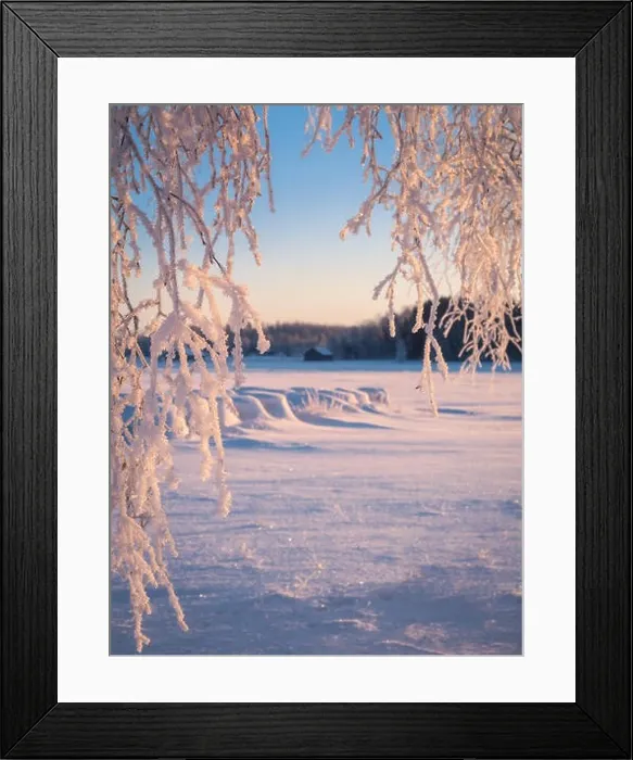 Framed Print : Close up from frosty tree branches with morning light at winter in Finland Framed Print : Close up from frosty tree branches with morning light at winter in Finland