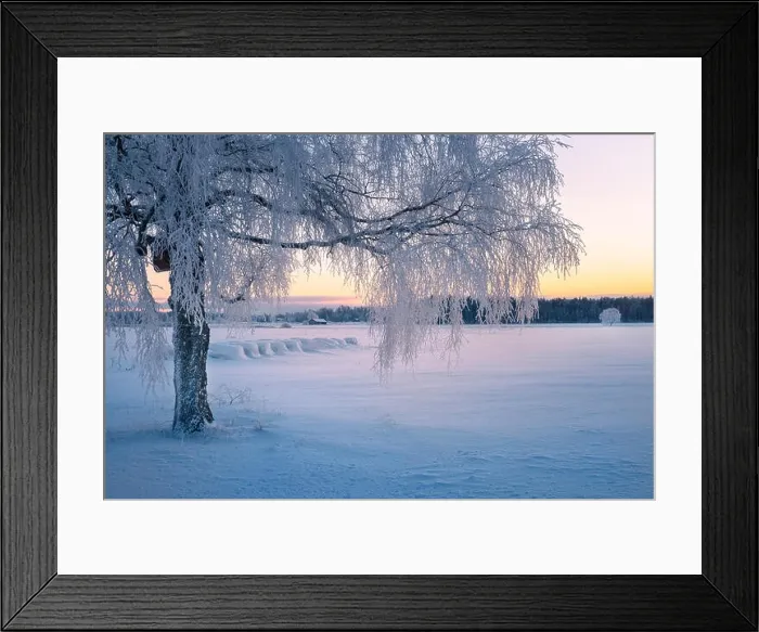 Framed Print : Scenic winter landscape with morning light and frosty tree in Finland Framed Print : Scenic winter landscape with morning light and frosty tree in Finland