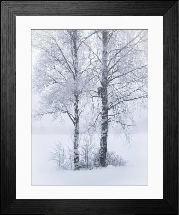 Framed Print : Misty landscape with trees and fog at winter morning in Finland Framed Print : Misty landscape with trees and fog at winter morning in Finland