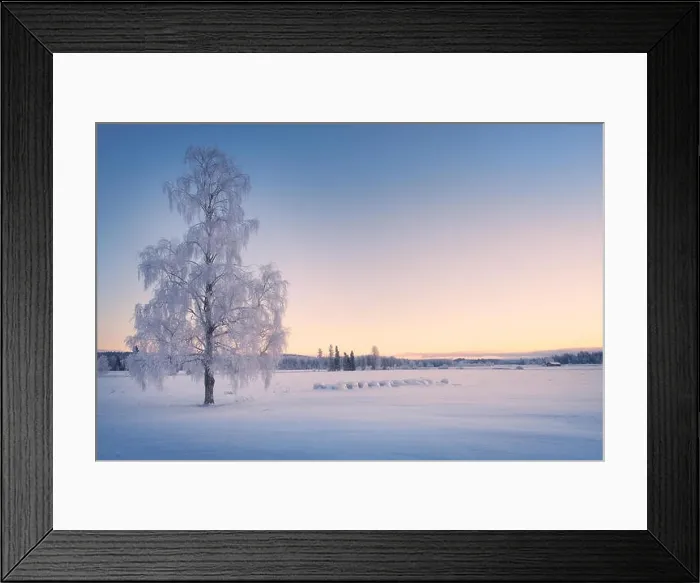 Framed Print : Scenic winter landscape with lonely scow covered tree and sunrise at morning time in Finland Framed Print : Scenic winter landscape with lonely scow covered tree and sunrise at morning time in Finland