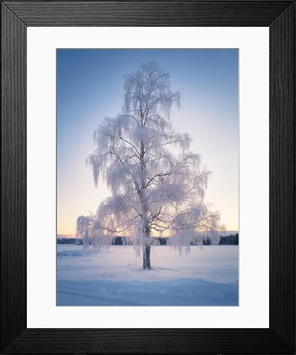 Framed Print : Scenic winter landscape with lonely scow covered tree and sunrise at morning time in Finland Framed Print : Scenic winter landscape with lonely scow covered tree and sunrise at morning time in Finland