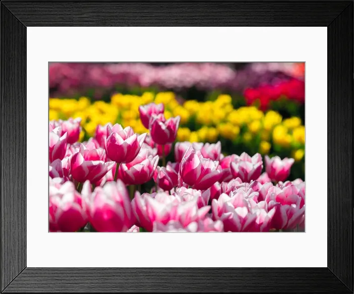 Framed Print : Tulips flowers field in spring Netherlands park. Nature photography Framed Print : Tulips flowers field in spring Netherlands park. Nature photography