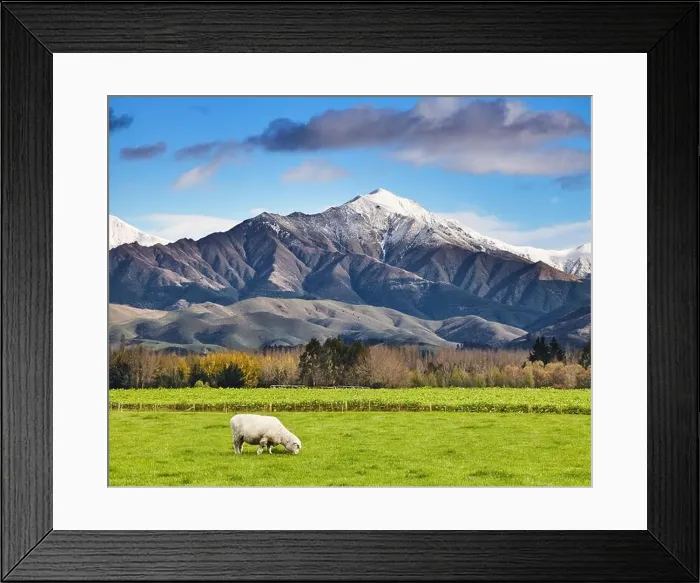Framed Print : Landscape with snowy mountain and green field with grazing sheep, South Island, New Zealand Framed Print : Landscape with snowy mountain and green field with grazing sheep, South Island, New Zealand
