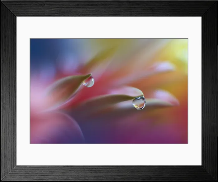 Framed Print : Abstract macro photo with water drops.Amazing Colorful Wallpaper.Orange Colors.Beautiful Nature Background.Extreme close up. Floral Art.Spring Nature Framed Print : Abstract macro photo with water drops.Amazing Colorful Wallpaper.Orange Colors.Beautiful Nature Background.Extreme close up. Floral Art.Spring Nature