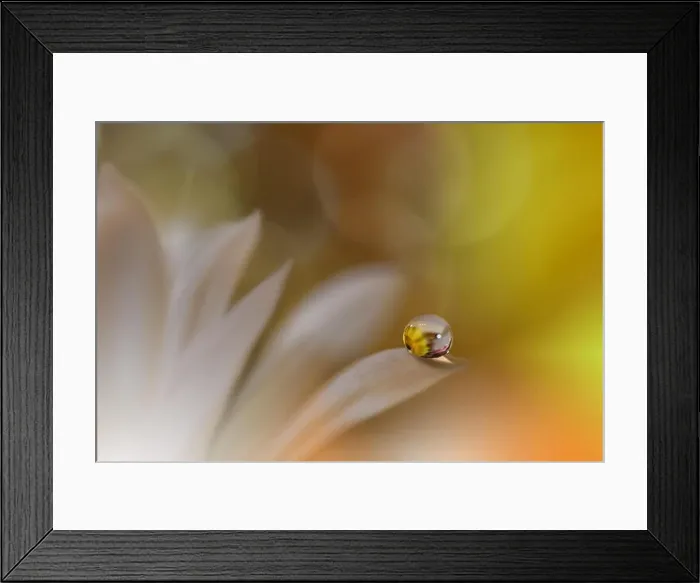 Framed Print : Abstract macro photo with water drops.Amazing Colorful Wallpaper.Orange Colors.Beautiful Nature Background.Extreme close up. Floral Art.Spring Nature Framed Print : Abstract macro photo with water drops.Amazing Colorful Wallpaper.Orange Colors.Beautiful Nature Background.Extreme close up. Floral Art.Spring Nature