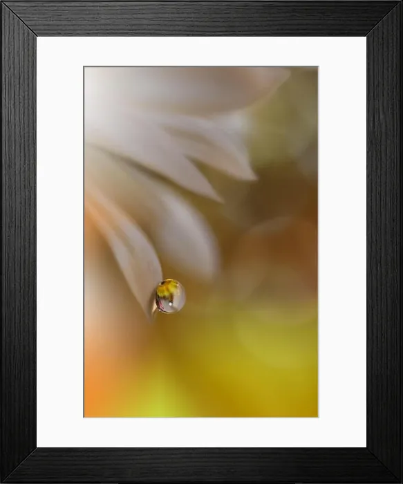 Framed Print : Abstract macro photo with water drops.Amazing Colorful Wallpaper.Orange Colors.Beautiful Nature Background.Extreme close up. Floral Art.Spring Nature Framed Print : Abstract macro photo with water drops.Amazing Colorful Wallpaper.Orange Colors.Beautiful Nature Background.Extreme close up. Floral Art.Spring Nature