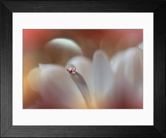 Framed Print : Abstract macro photo with water drops.Amazing Colorful Wallpaper.Orange Colors.Beautiful Nature Background.Extreme close up. Floral Art.Spring Nature Framed Print : Abstract macro photo with water drops.Amazing Colorful Wallpaper.Orange Colors.Beautiful Nature Background.Extreme close up. Floral Art.Spring Nature