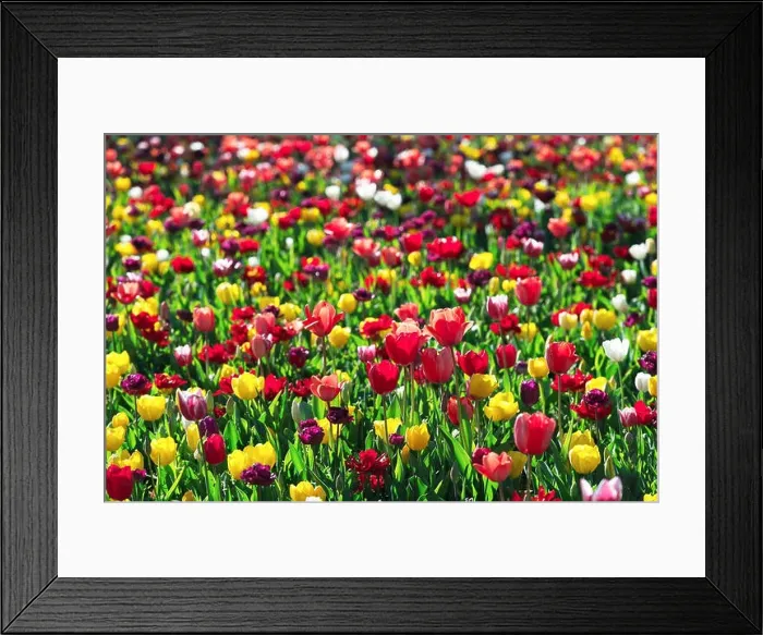 Framed Print : Tulips flowers field in spring Netherlands park. Nature photography Framed Print : Tulips flowers field in spring Netherlands park. Nature photography