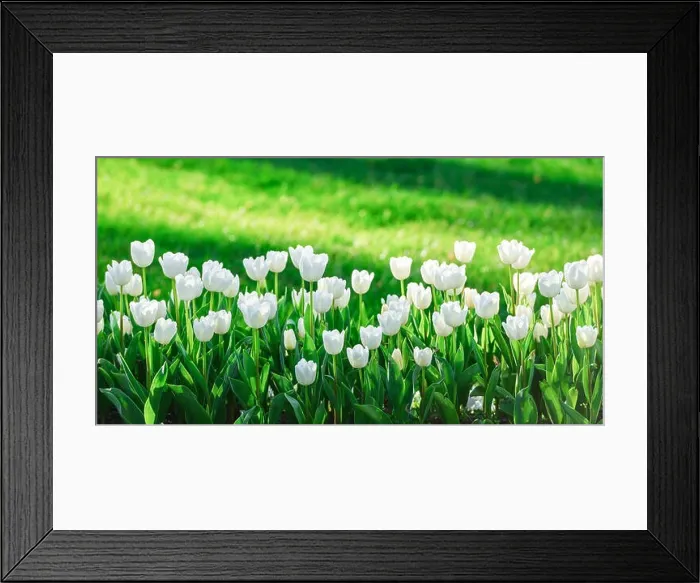 Framed Print : Tulips flowers field in spring Netherlands park. Nature photography Framed Print : Tulips flowers field in spring Netherlands park. Nature photography