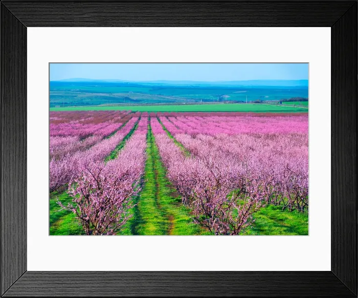 Framed Print : Rows of blossom peach trees in spring garden. Landscape photography Framed Print : Rows of blossom peach trees in spring garden. Landscape photography