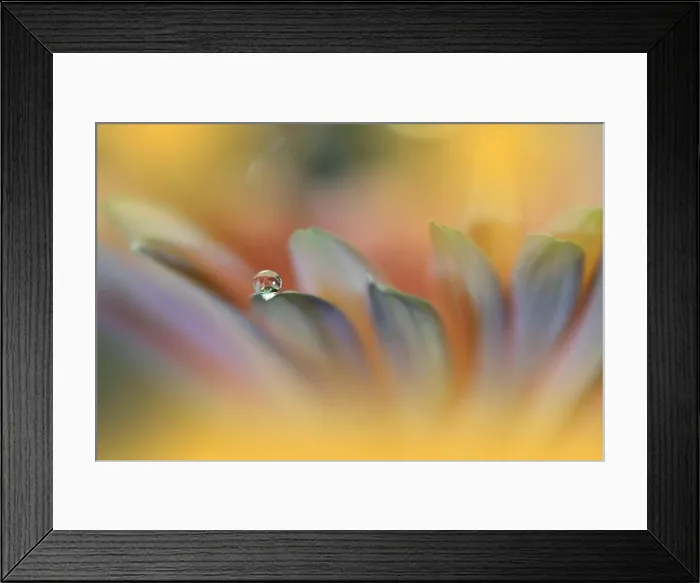 Framed Print : Beautiful Macro Photo.Colorful Flowers.Art Design.Magic Light.Close up Photography.Conceptual Abstract Image.Yellow and Orange Background.Water Drop Framed Print : Beautiful Macro Photo.Colorful Flowers.Art Design.Magic Light.Close up Photography.Conceptual Abstract Image.Yellow and Orange Background.Water Drop