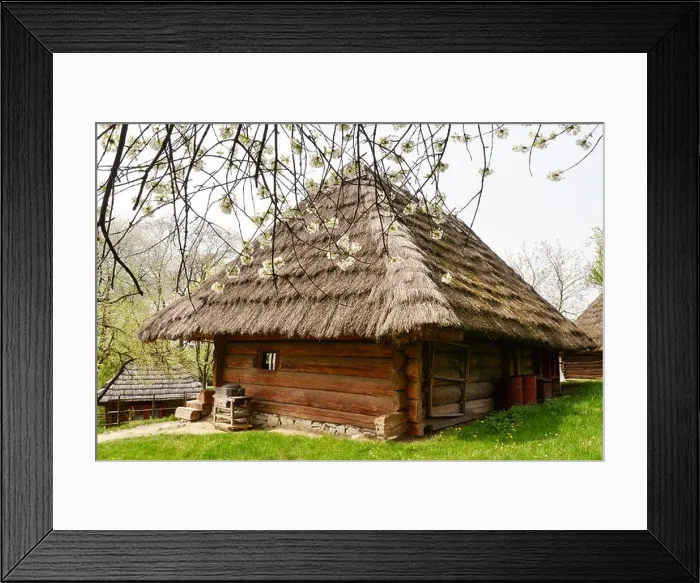 Framed Print : Old ukrainian house with straw roof and cherry tree flowers in spring time