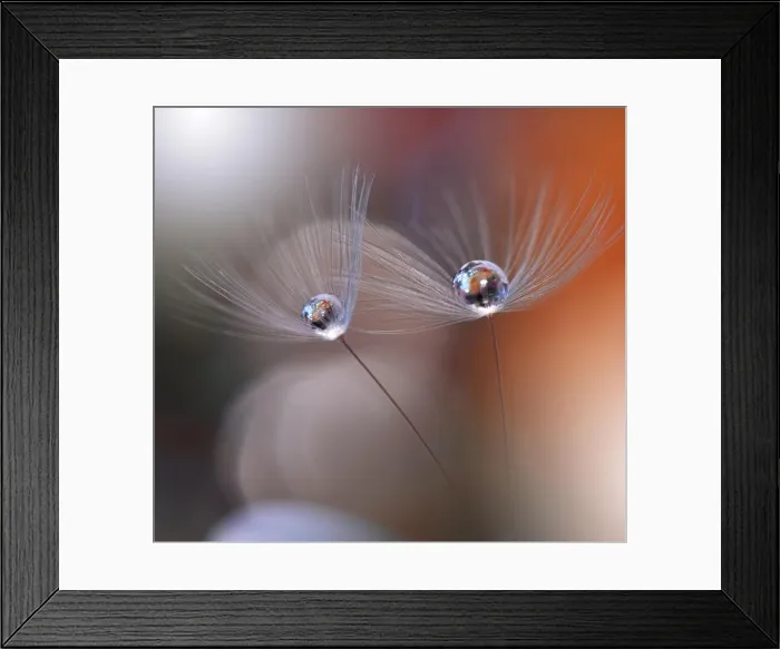 Framed Print : Abstract macro photo.Dandelion and water drops.Amazing Colorful Wallpaper.Orange Colors.Beautiful Nature Background.Extreme close up. Floral Art.Love Framed Print : Abstract macro photo.Dandelion and water drops.Amazing Colorful Wallpaper.Orange Colors.Beautiful Nature Background.Extreme close up. Floral Art.Love