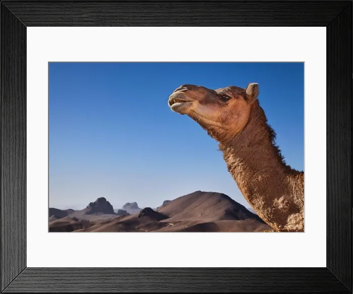Framed Print : Camel in Sahara Desert, Hoggar Mountains, Algeria Framed Print : Camel in Sahara Desert, Hoggar Mountains, Algeria