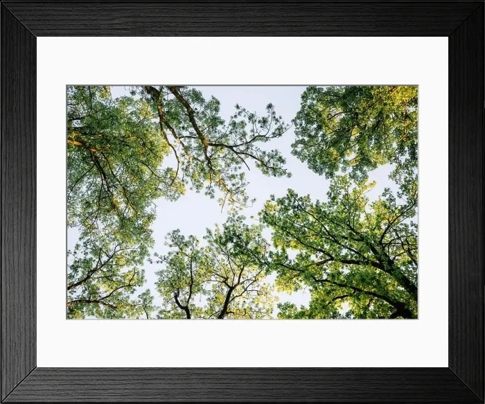 Framed Print : Looking up on magical summer forest glowig by sunset light. Green trees and clear sky close up. Nature background. Landscape photography Framed Print : Looking up on magical summer forest glowig by sunset light. Green trees and clear sky close up. Nature background. Landscape photography