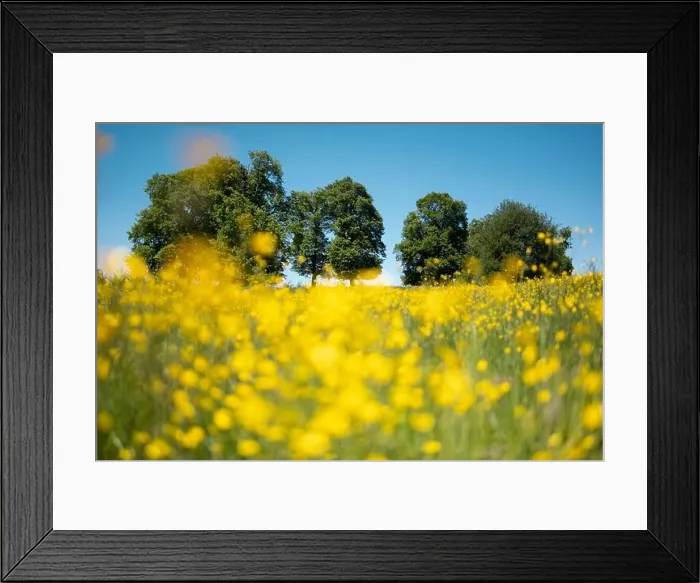 Framed Print : Summer meadow with beautiful yellow flowers, lush green trees and blue sky. Landscape photography Framed Print : Summer meadow with beautiful yellow flowers, lush green trees and blue sky. Landscape photography