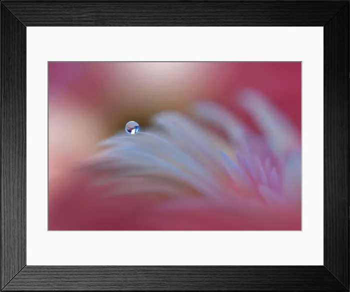 Framed Print : Beautiful Nature Background.Floral Art Design.Abstract Macro Photography.Gerbera Daisy Flower.Pastel Flowers.Violet Background.Creative Artistic Drop Framed Print : Beautiful Nature Background.Floral Art Design.Abstract Macro Photography.Gerbera Daisy Flower.Pastel Flowers.Violet Background.Creative Artistic Drop