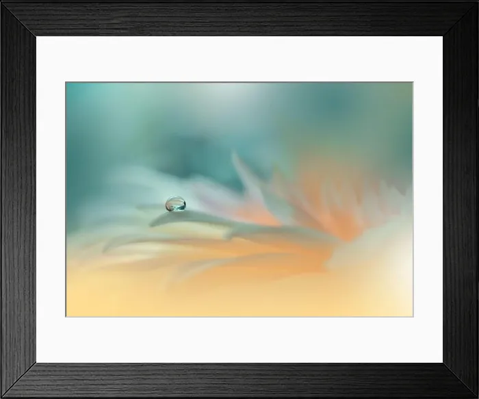 Framed Print : Beautiful Nature Background.Floral Art Design.Abstract Macro Photography.Gerbera Daisy Flower.Pastel Flowers.Green Background.Creative Artistic Drop Framed Print : Beautiful Nature Background.Floral Art Design.Abstract Macro Photography.Gerbera Daisy Flower.Pastel Flowers.Green Background.Creative Artistic Drop