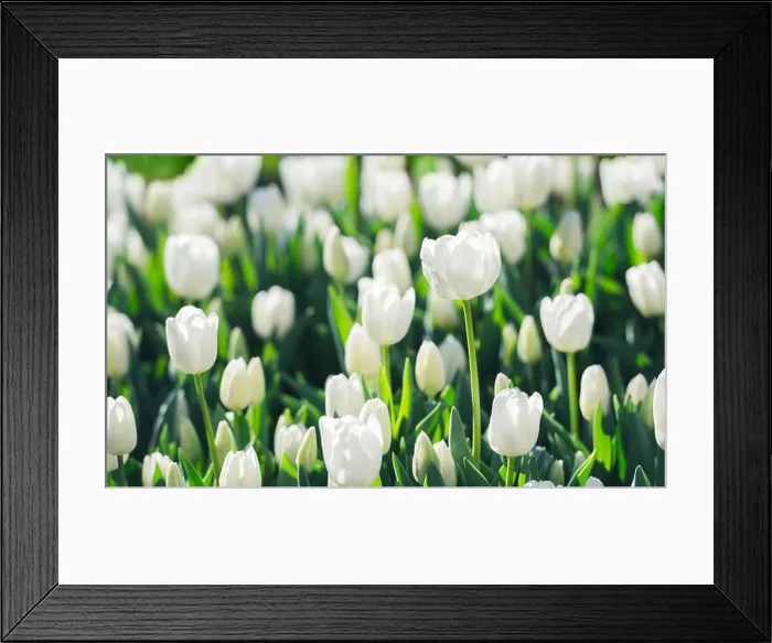 Framed Print : Tulips flowers field in spring Netherlands park. Nature photography Framed Print : Tulips flowers field in spring Netherlands park. Nature photography