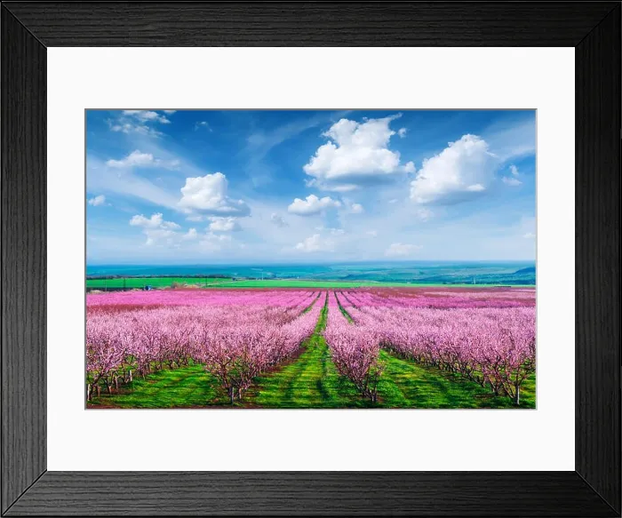 Framed Print : Rows of blossom peach trees in spring garden. Landscape photography Framed Print : Rows of blossom peach trees in spring garden. Landscape photography
