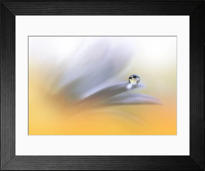 Framed Print : Beautiful Macro Photo.Colorful Flowers.Art Design.Magic Light.Close up Photography.Conceptual Abstract Image.Yellow and Orange Background.Water Drop Framed Print : Beautiful Macro Photo.Colorful Flowers.Art Design.Magic Light.Close up Photography.Conceptual Abstract Image.Yellow and Orange Background.Water Drop