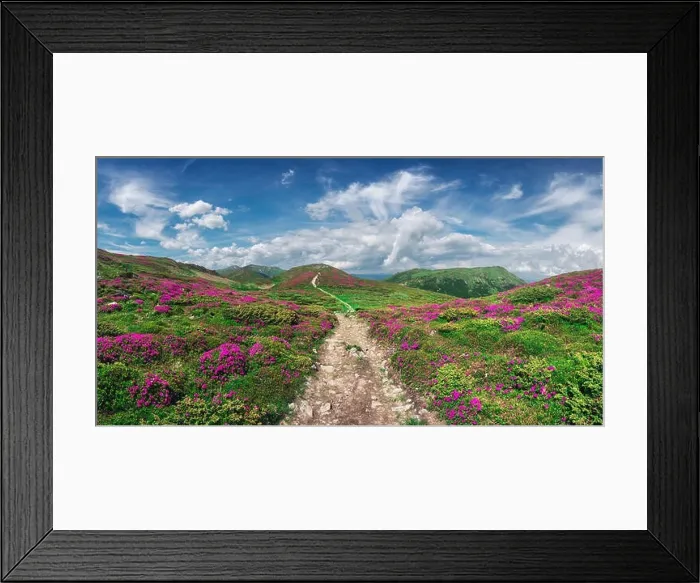 Framed Print : Magic pink rhododendron flowers on summer mountain. Blue sky and fluffy clouds. Chornohora ridge, Carpathians, Ukraine, Europe Framed Print : Magic pink rhododendron flowers on summer mountain. Blue sky and fluffy clouds. Chornohora ridge, Carpathians, Ukraine, Europe