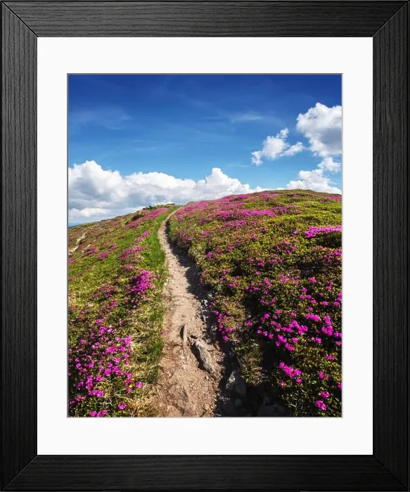 Framed Print : Magic pink rhododendron flowers on summer mountain. Blue sky and fluffy clouds. Chornohora ridge, Carpathians, Ukraine, Europe Framed Print : Magic pink rhododendron flowers on summer mountain. Blue sky and fluffy clouds. Chornohora ridge, Carpathians, Ukraine, Europe