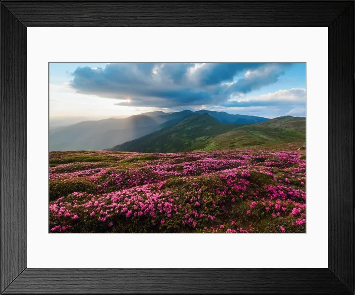 Framed Print : Magic pink rhododendron flowers on summer mountain. Dramatic sky and colorful sunset. Chornohora ridge, Carpathians, Ukraine, Europe Framed Print : Magic pink rhododendron flowers on summer mountain. Dramatic sky and colorful sunset. Chornohora ridge, Carpathians, Ukraine, Europe