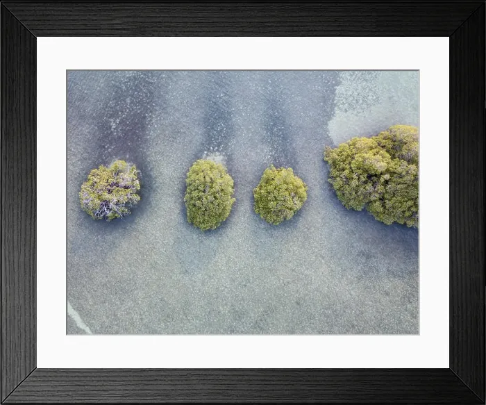 Framed Print : An aerial view shows mangrove islands in Turneffe Atoll off the coast of Belize. Mangroves provide vital habitat for many fish and invertebrates Framed Print : An aerial view shows mangrove islands in Turneffe Atoll off the coast of Belize. Mangroves provide vital habitat for many fish and invertebrates