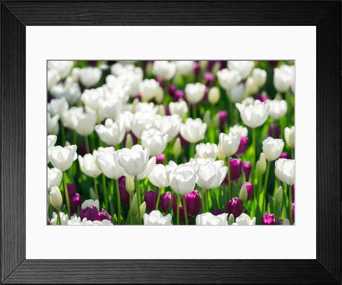 Framed Print : Tulips flowers field in spring Netherlands park. Nature photography Framed Print : Tulips flowers field in spring Netherlands park. Nature photography