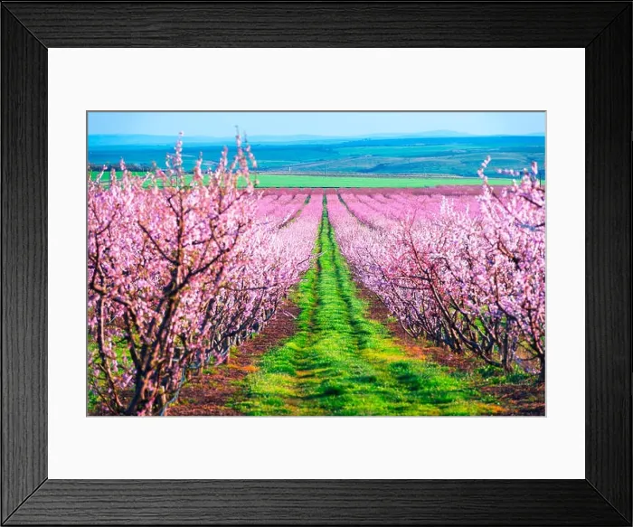 Framed Print : Rows of blossom peach trees in spring garden. Landscape photography Framed Print : Rows of blossom peach trees in spring garden. Landscape photography