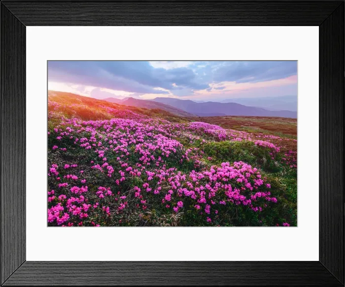 Framed Print : Magic pink rhododendron flowers on summer mountain. Dramatic sky and colorful sunset. Chornohora ridge, Carpathians, Ukraine, Europe Framed Print : Magic pink rhododendron flowers on summer mountain. Dramatic sky and colorful sunset. Chornohora ridge, Carpathians, Ukraine, Europe