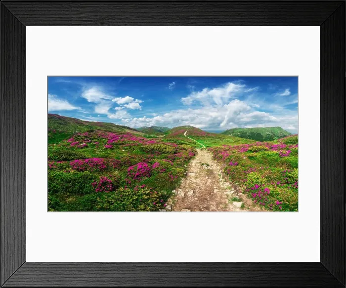 Framed Print : Magic pink rhododendron flowers on summer mountain. Blue sky and fluffy clouds. Chornohora ridge, Carpathians, Ukraine, Europe Framed Print : Magic pink rhododendron flowers on summer mountain. Blue sky and fluffy clouds. Chornohora ridge, Carpathians, Ukraine, Europe