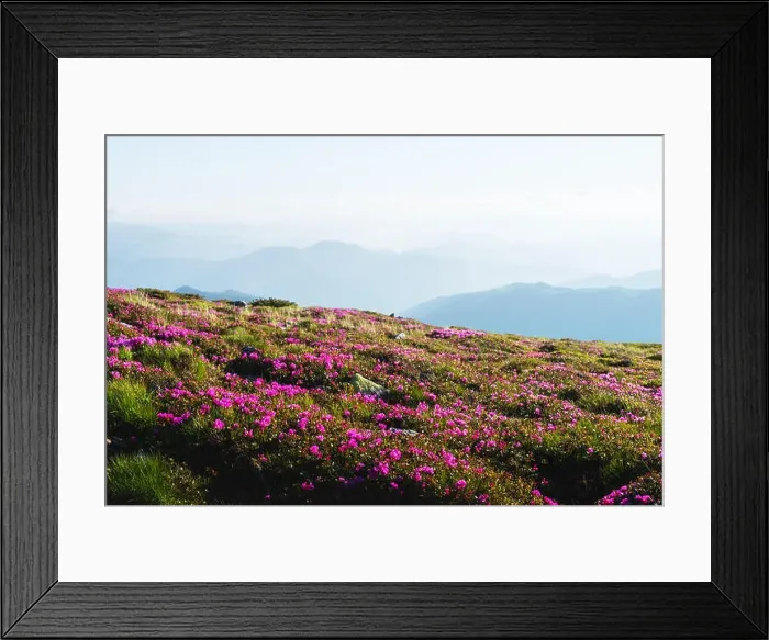 Framed Print : Magic pink rhododendron flowers on summer mountain. Dramatic sky and colorful sunset. Chornohora ridge, Carpathians, Ukraine, Europe Framed Print : Magic pink rhododendron flowers on summer mountain. Dramatic sky and colorful sunset. Chornohora ridge, Carpathians, Ukraine, Europe