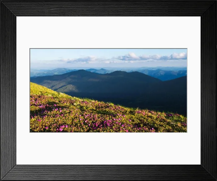 Framed Print : Magic pink rhododendron flowers on summer mountain. Dramatic sky and colorful sunset. Chornohora ridge, Carpathians, Ukraine, Europe Framed Print : Magic pink rhododendron flowers on summer mountain. Dramatic sky and colorful sunset. Chornohora ridge, Carpathians, Ukraine, Europe