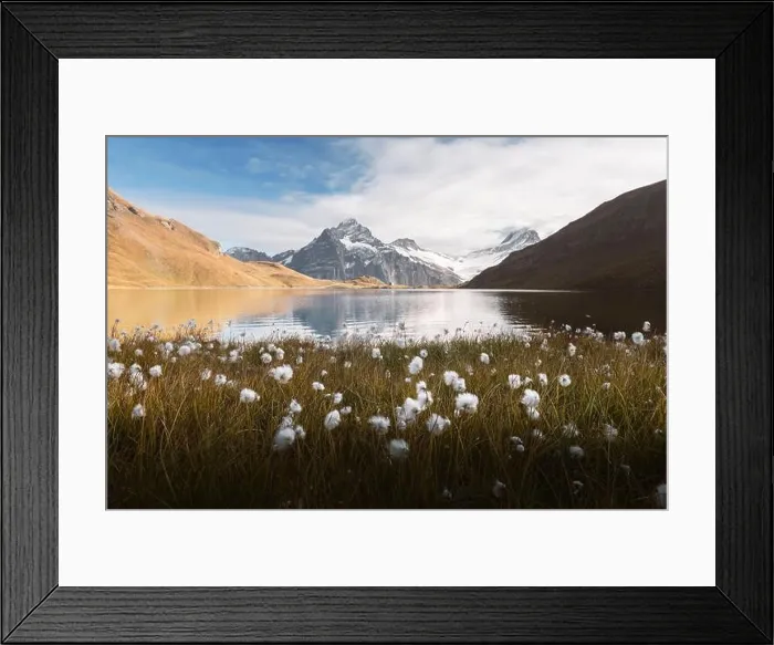 Framed Print : Picturesque view on Bachalpsee lake in Swiss Alps mountains. White flowers blooming on a foreground. Grindelwald valley, Switzerland Framed Print : Picturesque view on Bachalpsee lake in Swiss Alps mountains. White flowers blooming on a foreground. Grindelwald valley, Switzerland