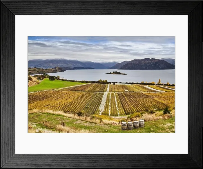 Framed Print : Vineyard on the mountainside at Lake Wanaka in New Zealand Framed Print : Vineyard on the mountainside at Lake Wanaka in New Zealand