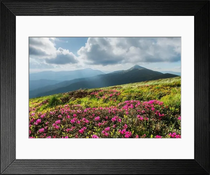 Framed Print : Rhododendron flowers covered mountains meadow in summer time. Beauty sunrise light glowing on a foreground. Landscape photography