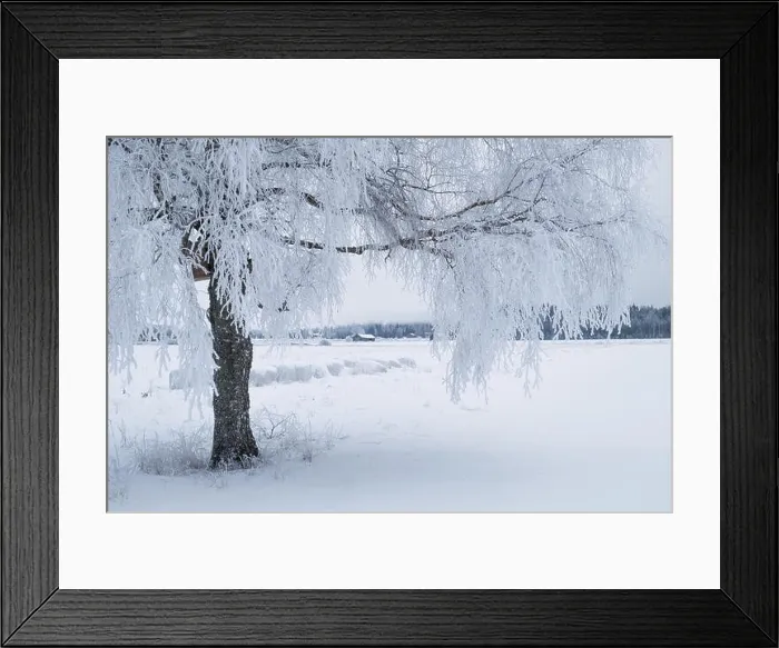 Framed Print : White winter landscape with frosty tree at daytime in Finland Framed Print : White winter landscape with frosty tree at daytime in Finland