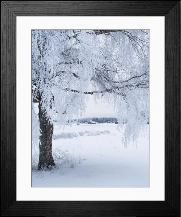 Framed Print : White winter landscape with frosty tree at daytime in Finland Framed Print : White winter landscape with frosty tree at daytime in Finland