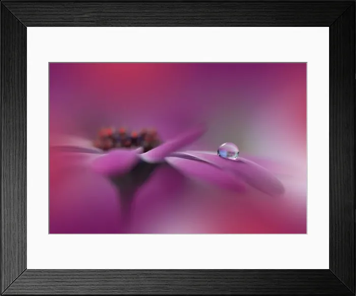 Framed Print : Beautiful Nature Background.Floral Art Design.Abstract Macro Photography.Violet Flower.Creative Artistic Wallpaper.Pink Color.Water Drop.Daisy Flowers Framed Print : Beautiful Nature Background.Floral Art Design.Abstract Macro Photography.Violet Flower.Creative Artistic Wallpaper.Pink Color.Water Drop.Daisy Flowers