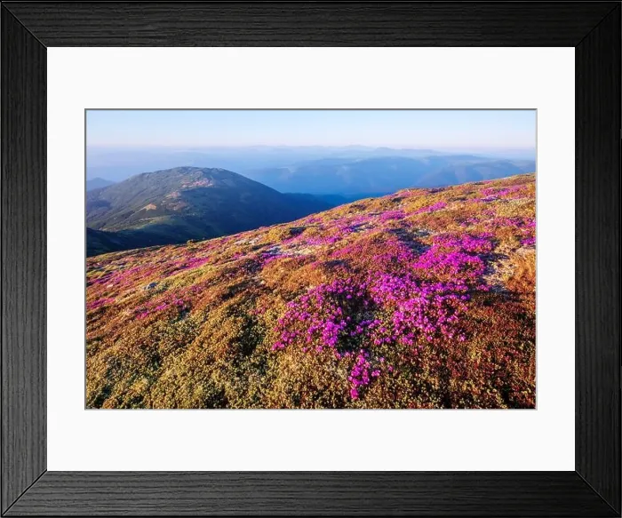 Framed Print : Rhododendron flowers covered mountains meadow in summer time. Purple sunrise light glowing on a foreground. Landscape photography Framed Print : Rhododendron flowers covered mountains meadow in summer time. Purple sunrise light glowing on a foreground. Landscape photography