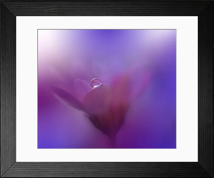 Framed Print : Beautiful Nature Background.Floral Art Design.Abstract Macro Photography.Violet Flower.Blue Background.Creative Artistic Wallpaper.Pink Color.Drop Framed Print : Beautiful Nature Background.Floral Art Design.Abstract Macro Photography.Violet Flower.Blue Background.Creative Artistic Wallpaper.Pink Color.Drop